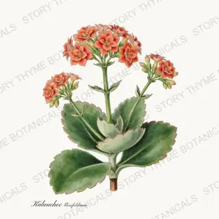 Kalanchoe — vintage botanical Houseplants Vol. 2 print on a white background