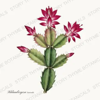 Christmas Cactus — vintage botanical Houseplants Vol. 2 print on a white background