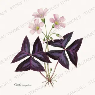 Oxalis — vintage botanical Houseplants Vol. 2 print on a white background