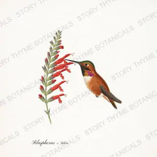 Rufous Salvia — vintage botanical Hummingbirds & Blooms print on a white background