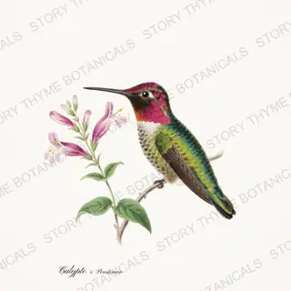 Annas Penstemon — vintage botanical Hummingbirds & Blooms print on a white background