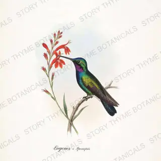 Magnificent Gilia — vintage botanical Hummingbirds & Blooms print on a white background
