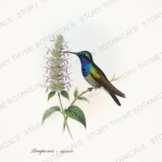 Bluethroat Agastache — vintage botanical Hummingbirds & Blooms print on a white background