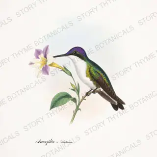 Violetcrown Nicotiana — vintage botanical Hummingbirds & Blooms print on a white background