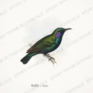 Violetear Fuchsia — vintage botanical Hummingbirds & Blooms print on a white background