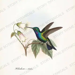 Brilliant Abutilon — vintage botanical Hummingbirds & Blooms print on a white background