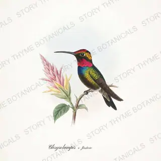 Rubytopaz Justicia — vintage botanical Hummingbirds & Blooms print on a white background