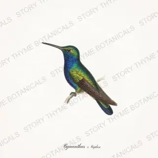 Broadbill Cuphea — vintage botanical Hummingbirds & Blooms print on a white background