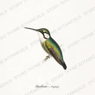 Whiteear Kniphofia — vintage botanical Hummingbirds & Blooms print on a white background