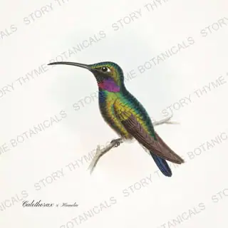 Lucifer Hamelia — vintage botanical Hummingbirds & Blooms print on a white background