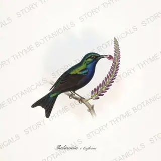 Woodnymph Erythrina — vintage botanical Hummingbirds & Blooms print on a white background
