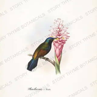 Hermit Costus — vintage botanical Hummingbirds & Blooms print on a white background