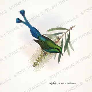 Sylph Callistemon — vintage botanical Hummingbirds & Blooms print on a white background