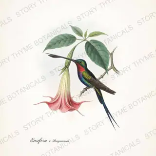 Swordbill Brugmansia — vintage botanical Hummingbirds & Blooms print on a white background