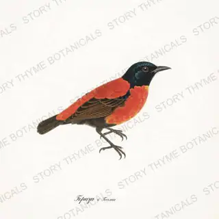 Topaz Tecoma — vintage botanical Hummingbirds & Blooms print on a white background