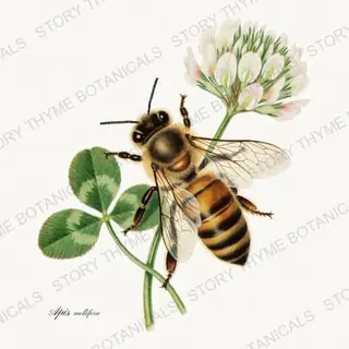 Honeybee — vintage botanical The Insectarium print on a white background