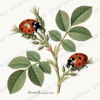 Ladybird — vintage botanical The Insectarium print on a white background