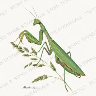 Mantis — vintage botanical The Insectarium print on a white background