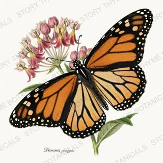Monarch — vintage botanical The Insectarium print on a white background