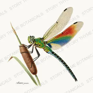Dragonfly — vintage botanical The Insectarium print on a white background