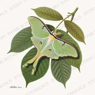 Luna Moth — vintage botanical The Insectarium print on a white background