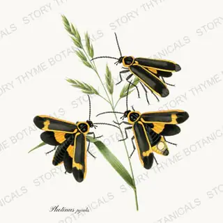 Firefly — vintage botanical The Insectarium print on a white background