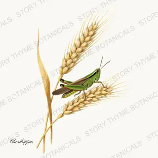 Grasshopper — vintage botanical The Insectarium print on a white background