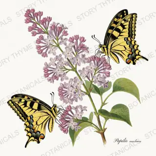 Swallowtail — vintage botanical The Insectarium print on a white background