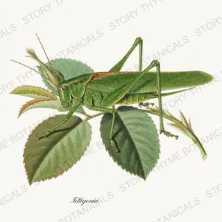 Katydid — vintage botanical The Insectarium print on a white background