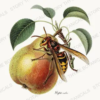 Hornet — vintage botanical The Insectarium print on a white background