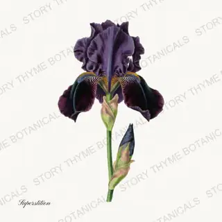 Superstition — vintage botanical Irises print on a white background