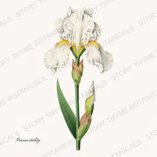 Immortality — vintage botanical Irises print on a white background