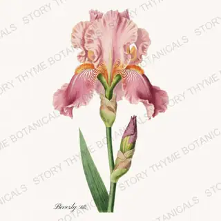 Beverly Sills — vintage botanical Irises print on a white background