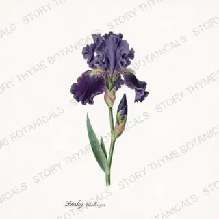 Dusky Challenger — vintage botanical Irises print on a white background