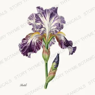 Batik — vintage botanical Irises print on a white background
