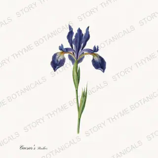 Caesars Brother — vintage botanical Irises print on a white background