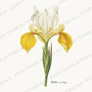 Butter and Sugar — vintage botanical Irises print on a white background