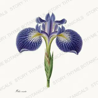 Iris Ensata — vintage botanical Irises print on a white background