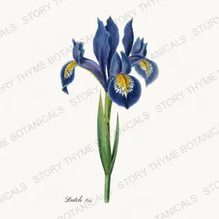 Dutch Iris — vintage botanical Irises print on a white background