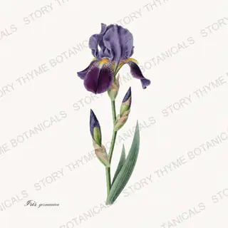 Iris Germanica — vintage botanical Irises print on a white background