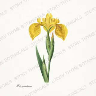 Iris Pseudacorus — vintage botanical Irises print on a white background