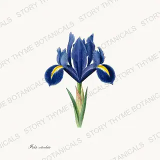 Iris Reticulata — vintage botanical Irises print on a white background