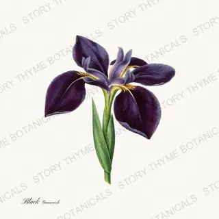 Black Gamecock — vintage botanical Irises print on a white background