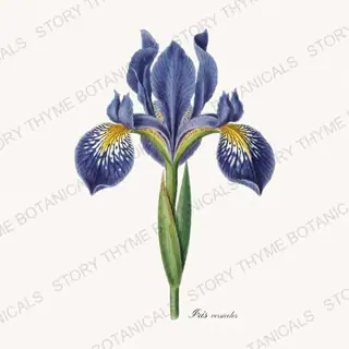 Iris Versicolor — vintage botanical Irises print on a white background