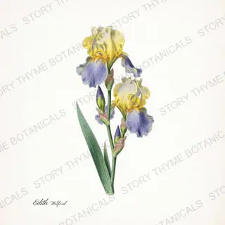 Edith Wolford — vintage botanical Irises print on a white background
