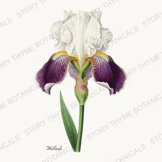 Wabash — vintage botanical Irises print on a white background