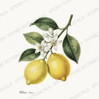 Lemon — vintage botanical Kitchen & Orchard print on a white background