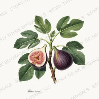 Fig — vintage botanical Kitchen & Orchard print on a white background