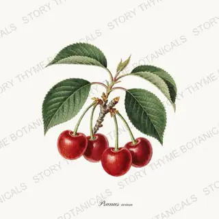 Cherry — vintage botanical Kitchen & Orchard print on a white background