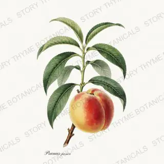 Peach — vintage botanical Kitchen & Orchard print on a white background